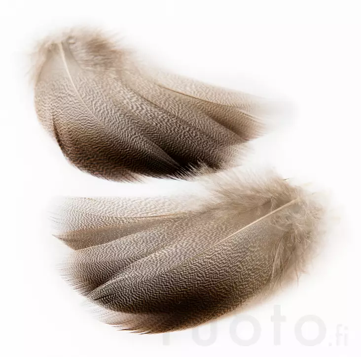 Veniard Mallard Bronze Shoulder - Classic Feathers - 5056304602506 - 2