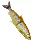 Savage Gear 3D LT Whitefish 36cm/478g - Soft Baits for Pike yli 100g - 173026927 - 3