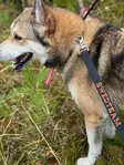 Swedteam Dog Leash - Deer Drag 4 m - Dog Leashes - 7330144050207 - 2