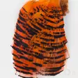 Veniard Golden Pheasant Half Collar - Classic Feathers - 40450200067 - 3