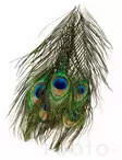 Veniard Peacock Eye Tops - Other Feathers and Plumes - 053526042017 - 2