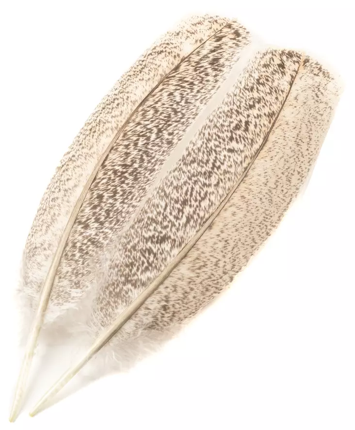 H.S.C. Turkey Wing Mottled Oak - Classic Feathers - 6438407010447 - 1