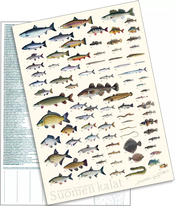 Sakke Yrjölä A4 card poster Fish of Finland (white background) - Printed Matter - 6430048500387 - 2