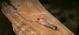Ahrex SA250 Shrimp SW - Seatrout Hooks - 6550439553458 - 3