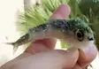 Fish Skull Articulated Fish-Spine Starte - Other Fly Tying Products - 67054116408 - 2