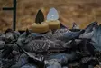MOJO Dove a Flicker (4-pack) - Decoys - 0816740003818 - 6