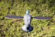 MOJO Pigeon - Decoys - 816740002828 - 4