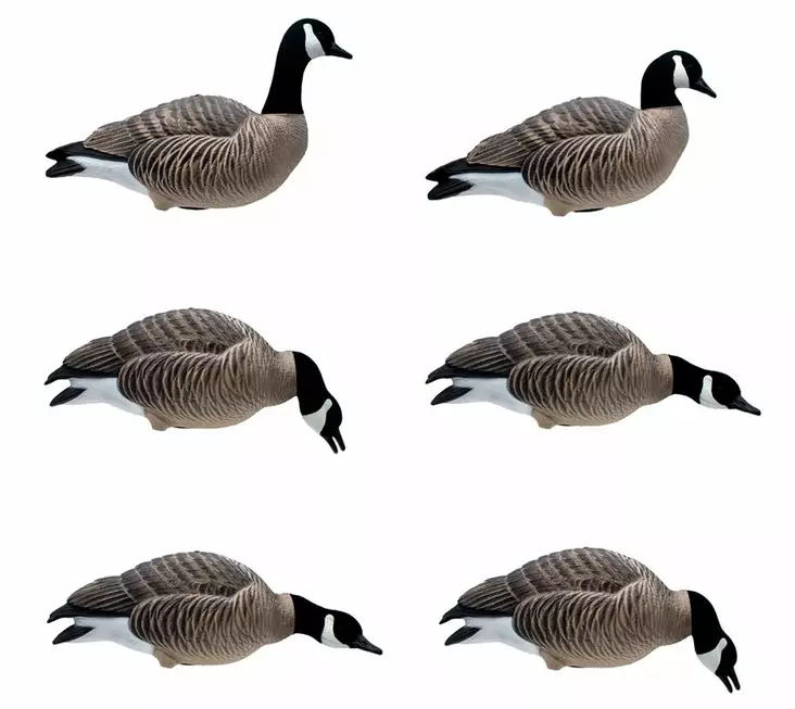 Final Approach Last Pass Lesser Canada Goose Full Body 6pcs - Decoys - 728614284288 - 1