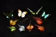 Frödin Flies Butterfly Sillen - Tube Flies - 7340154606189 - 2