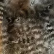 Grizzly Soft Hackle - Other Feathers and Plumes - 40450300019 - 5