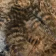 Grizzly Soft Hackle - Other Feathers and Plumes - 40450300019 - 8
