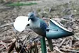 MOJO Wind Dove - Decoys - 816740002019 - 2