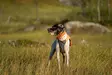 Non-stop Protector Vest 2.0 - Dog Vest & Cloths - 7071652045599 - 6