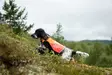 Non-stop Protector Vest 2.0 - Dog Vest & Cloths - 7071652045599 - 4