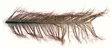 Veniard Cock Pheasant Knotted Tail - Other Feathers and Plumes - 40450300039 - 1