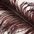 Veniard Cock Pheasant Knotted Tail - Other Feathers and Plumes - 40450300039 - 4