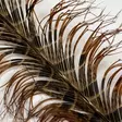 Veniard Cock Pheasant Knotted Tail - Other Feathers and Plumes - 40450300039 - 2
