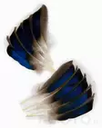 Mallard Duck Wing Quills - Classic Feathers - 404502000129 - 1