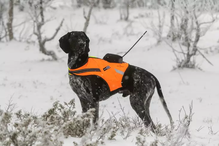 Tracker Kardog Raipe - Dog Vest & Cloths - A2900039 - 1