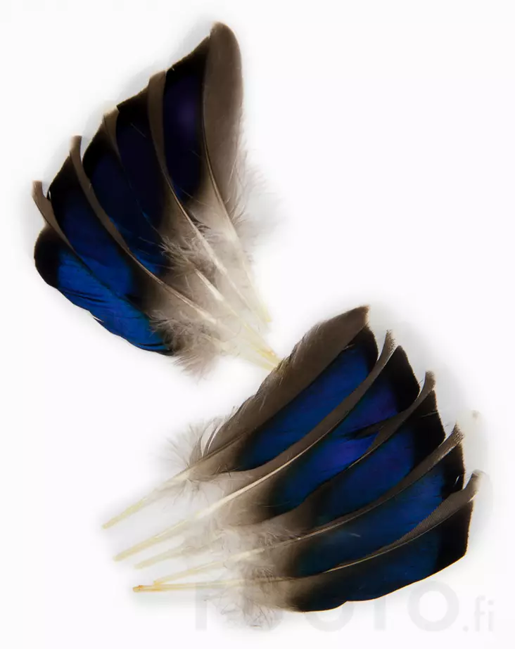 Mallard Duck Wing Quills - Classic Feathers - 404502000129 - 1