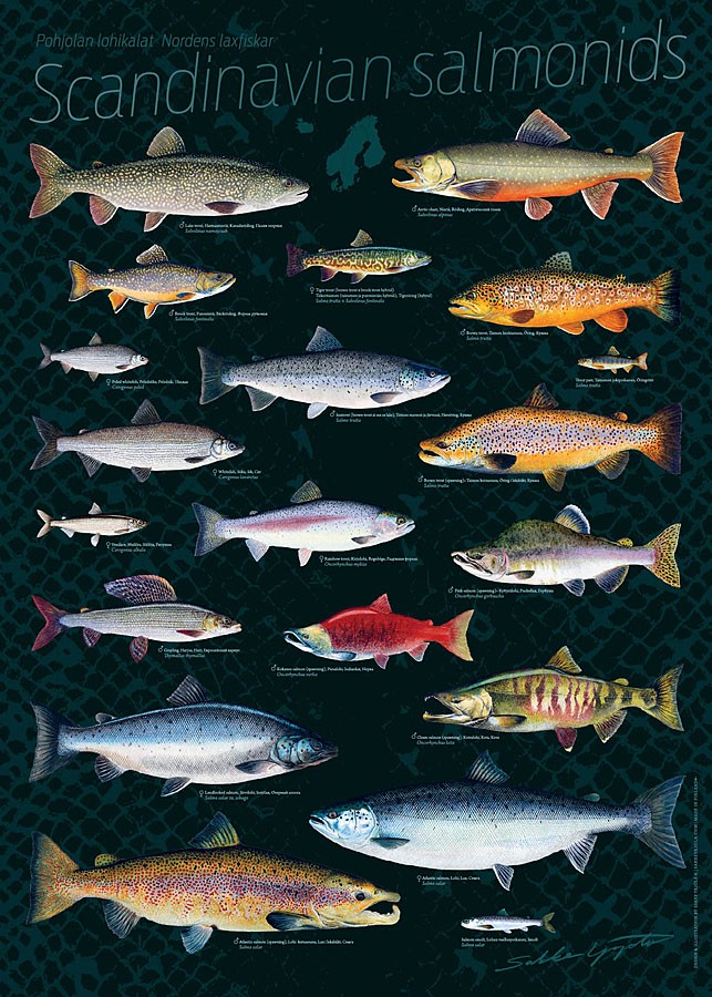 Sakke Yrjölä Juliste Pohjolan lohikaloja - Printed Matter - 6430048500158 - 2