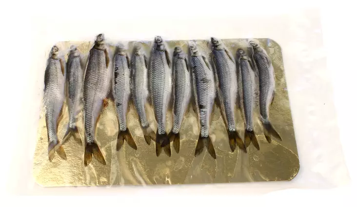 Salakka - Baits - SALAKKA - 1