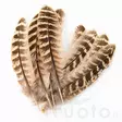 Hen Pheasant Wing Quills - Other Feathers and Plumes - 5056304604593 - 3