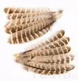Hen Pheasant Wing Quills - Other Feathers and Plumes - 5056304604593 - 1