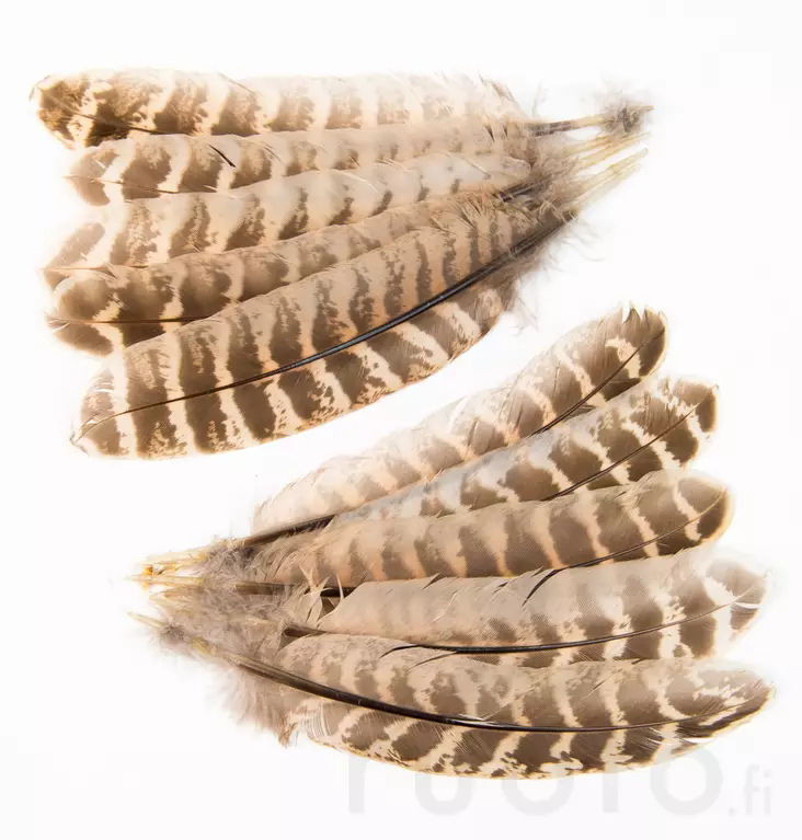 Hen Pheasant Wing Quills - Other Feathers and Plumes - 5056304604593 - 1
