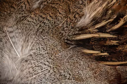 English Partridge Complete Skin - Skins, Wings and Heads - 5056304603442 - 2