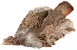 English Partridge Complete Skin - Skins, Wings and Heads - 5056304603442 - 1