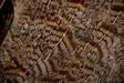 English Partridge Complete Skin - Skins, Wings and Heads - 5056304603442 - 4
