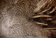 English Partridge Complete Skin - Skins, Wings and Heads - 5056304603442 - 2