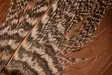English Partridge Complete Skin - Skins, Wings and Heads - 5056304603442 - 5