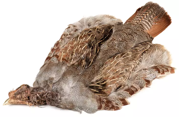 English Partridge Complete Skin - Skins, Wings and Heads - 5056304603442 - 1