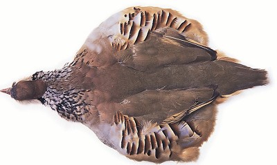 French Partridge Complete Skin - Skins, Wings and Heads - 5056304603596 - 1